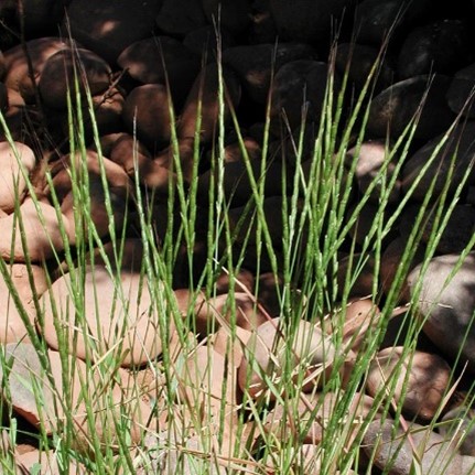 Jointed goatgrass - Aegilops cylindrica